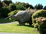 4.26- Visite d'une plantation de kiwis